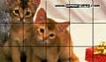 小猫拼图